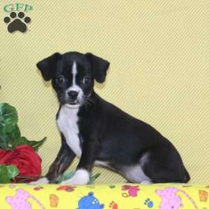 Robin, Boston Terrier Mix Puppy